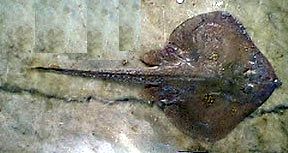 Leucoraja melitensis_05.jpg